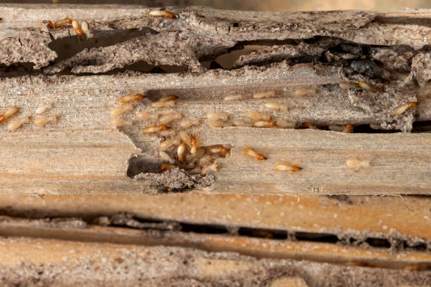 Best Wildlife Control Services  in Chesaning, MI